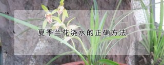 夏季兰花浇水的正确方法,第1图