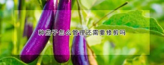 种茄子怎么管理还需要修剪吗,第1图