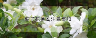 栀子花换盆注意事项,第1图