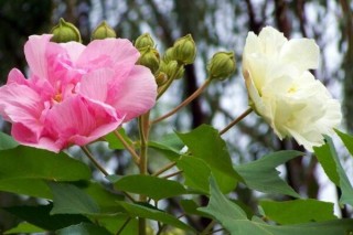 怎么用芙蓉花叶繁殖,第3图