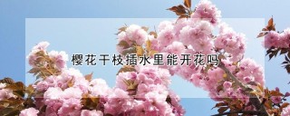 樱花干枝插水里能开花吗,第1图