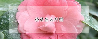 茶花怎么扦插,第1图