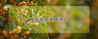 桂花能在室内养吗,第1图