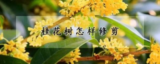 桂花树怎样修剪,第1图