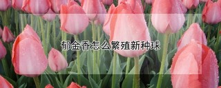 郁金香怎么繁殖新种球,第1图