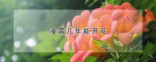 凌霄几年能开花,第1图