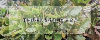 玉树嫁接长寿花几月份最合适,第1图