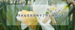 洋水仙花苞突然干了什么原因,第1图