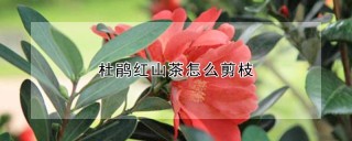 杜鹃红山茶怎么剪枝,第1图