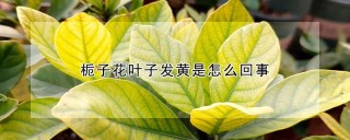 栀子花叶子发黄是怎么回事,第1图