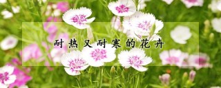 耐热又耐寒的花卉,第1图