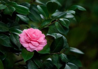 茶花叶子长黑斑是怎么回事，茶花叶子长黑斑怎么办,第4图