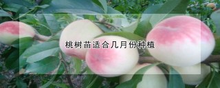 桃树苗适合几月份种植,第1图