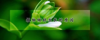 植物倾斜生长的原因,第1图