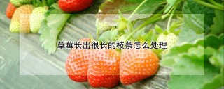 草莓长出很长的枝条怎么处理,第1图