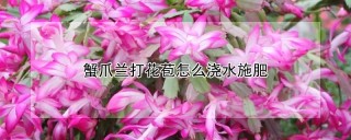 蟹爪兰打花苞怎么浇水施肥,第1图