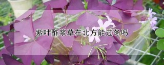 紫叶酢浆草在北方能过冬吗,第1图