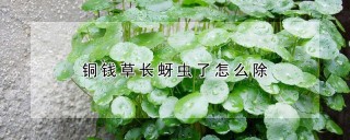 铜钱草长蚜虫了怎么除,第1图