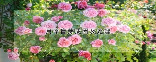 月季盲芽成因及处理,第1图