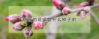 桃花的花朵是什么样子的,第1图