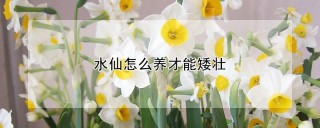 水仙怎么养才能矮壮,第1图