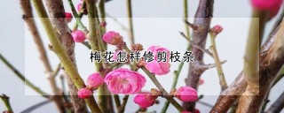 梅花怎样修剪枝条,第1图