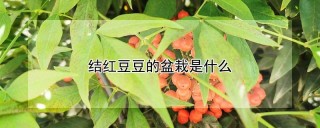 结红豆豆的盆栽是什么,第1图