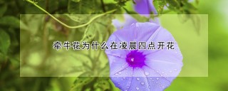 牵牛花为什么在凌晨四点开花,第1图