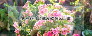 长寿花叶片薄发软怎么回事,第1图