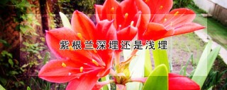 紫根兰深埋还是浅埋,第1图