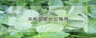 凉粉草是什么植物,第1图