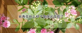 长寿花什么样子是快出花苞了,第1图