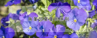 角堇与夏堇的区别,第1图