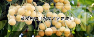 黄皮树如何嫁接才容易成活,第1图