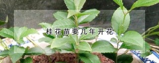 桂花苗要几年开花,第1图