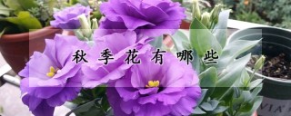 秋季花有哪些,第1图