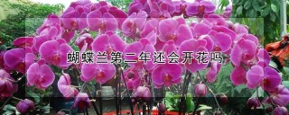 蝴蝶兰第二年还会开花吗,第1图