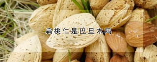 扁桃仁是巴旦木吗,第1图