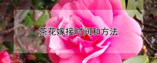 茶花嫁接时间和方法,第1图