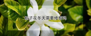 栀子花冬天需要修剪吗,第1图