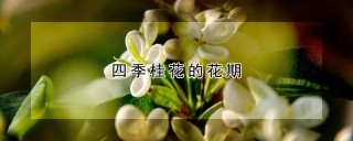 四季桂花的花期,第1图