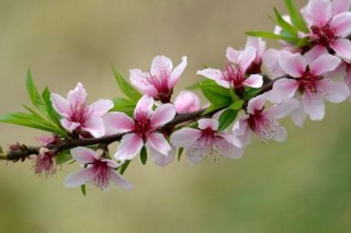 桃花盛开是什么季节，在每年的春季盛开,第4图