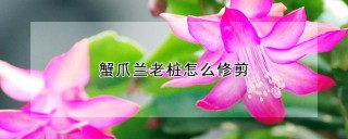 蟹爪兰老桩怎么修剪,第1图