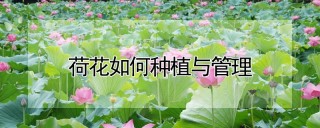 荷花如何种植与管理,第1图