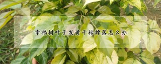 幸福树叶子发黄干枯掉落怎么办,第1图