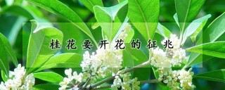 桂花要开花的征兆,第1图