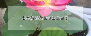 怎么解决荷花缸里生虫子,第1图