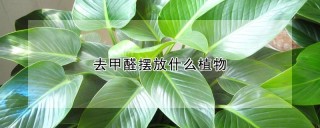 去甲醛摆放什么植物,第1图