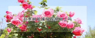 月季树能嫁接在桃树上吗,第1图