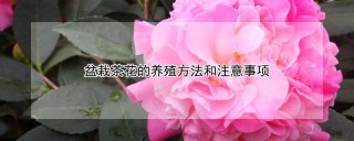 盆栽茶花的养殖方法和注意事项,第1图